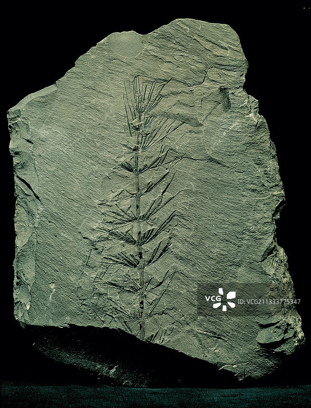 芦木化石图片素材