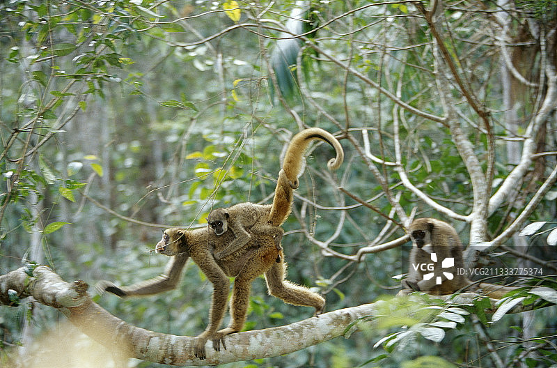 北方毛茸猴母子与巴西大西洋森林图片素材