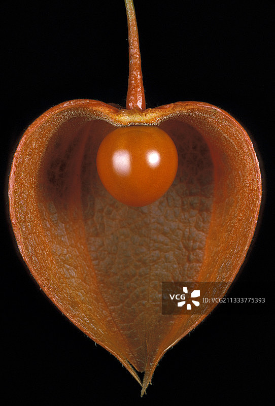 秘鲁酸浆果实纵切面图片素材