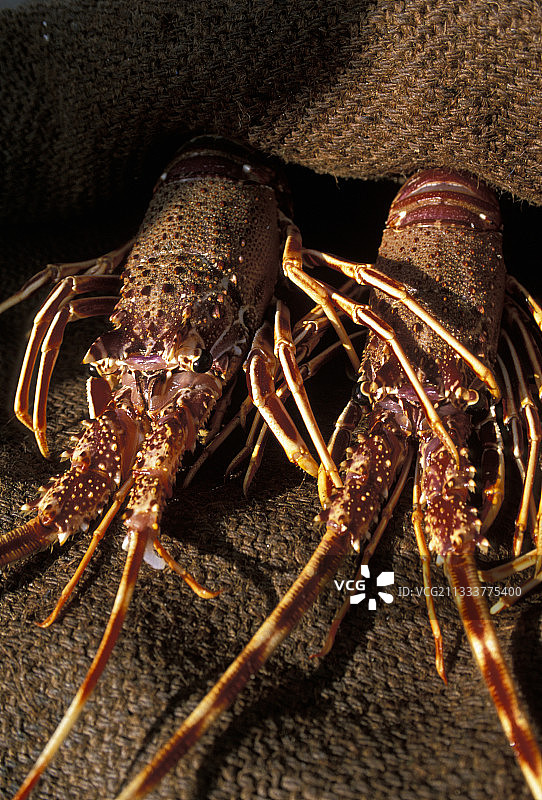 捕获的龙虾放在粗麻布上图片素材