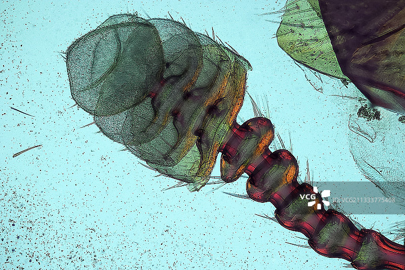 埋葬甲虫触须放大图图片素材