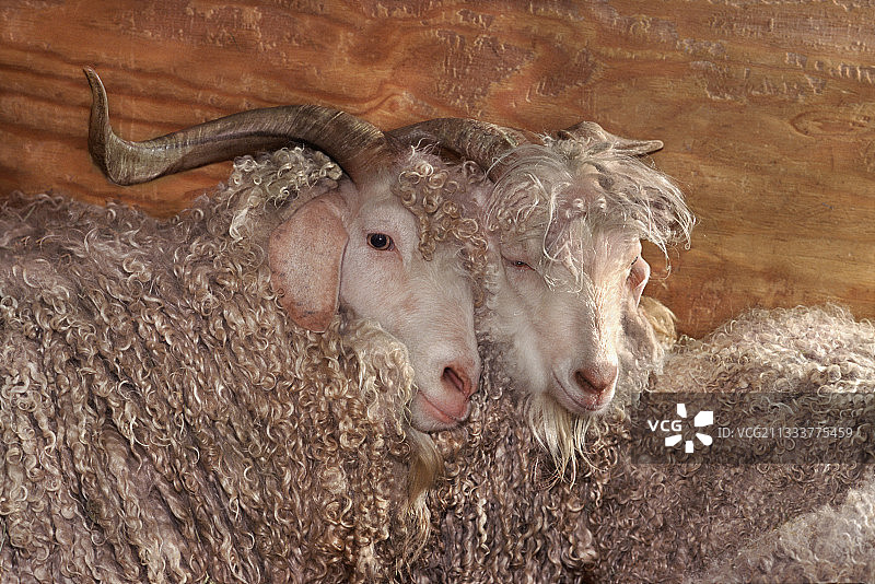 马海毛生产图片素材