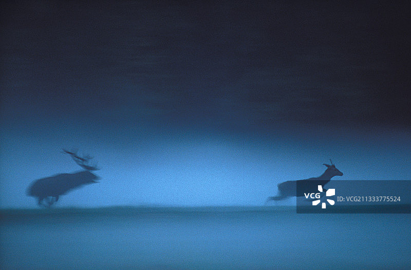 2010年度野生动物摄影师大赛哺乳动物组亚军作品《红鹿，蓝色朦胧》图片素材