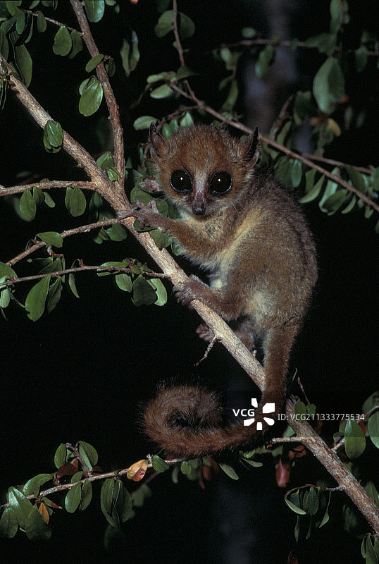 贝氏鼠狐猴在马达加斯加基林迪森林图片素材