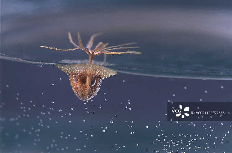 松虫草的瘦果图片素材