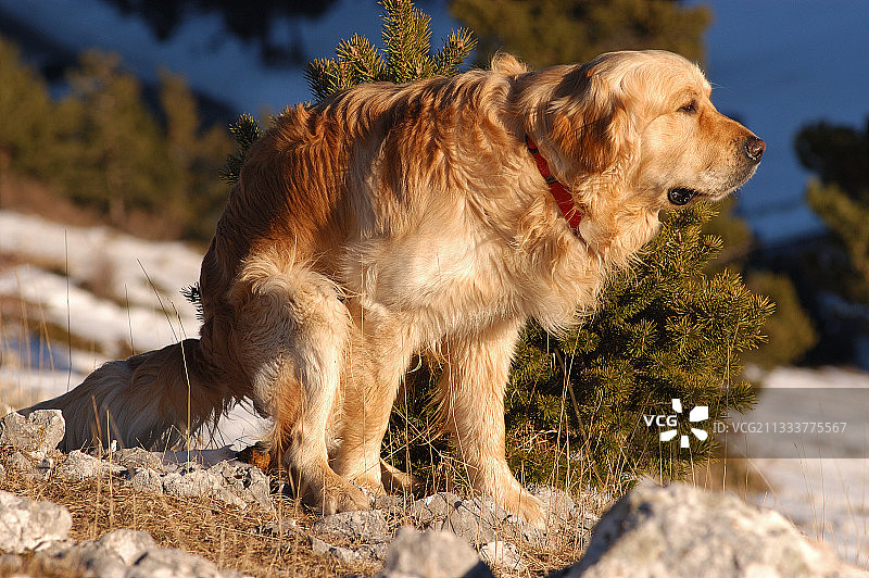 在法国山区排便的金毛巡回犬图片素材