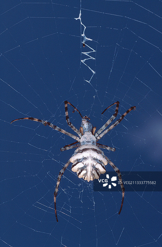 三斑金蛛图片素材