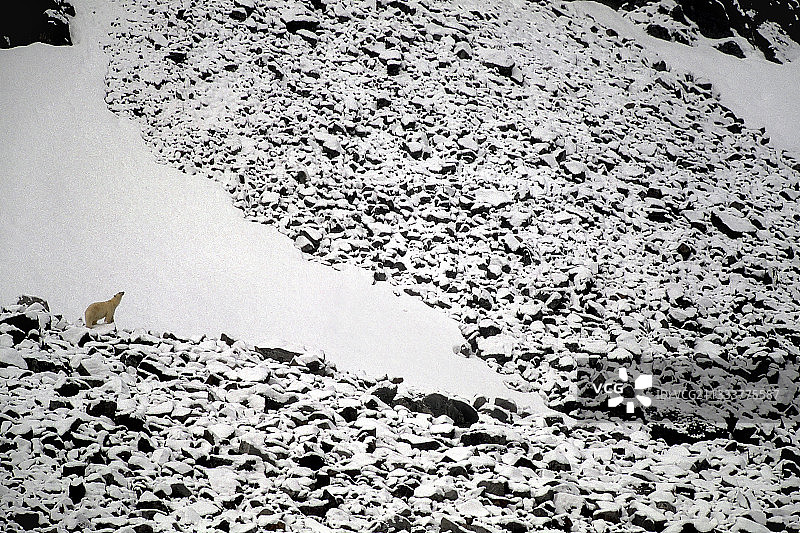 北极熊在斯匹次卑尔根岛北极地区的浮冰上捕猎图片素材