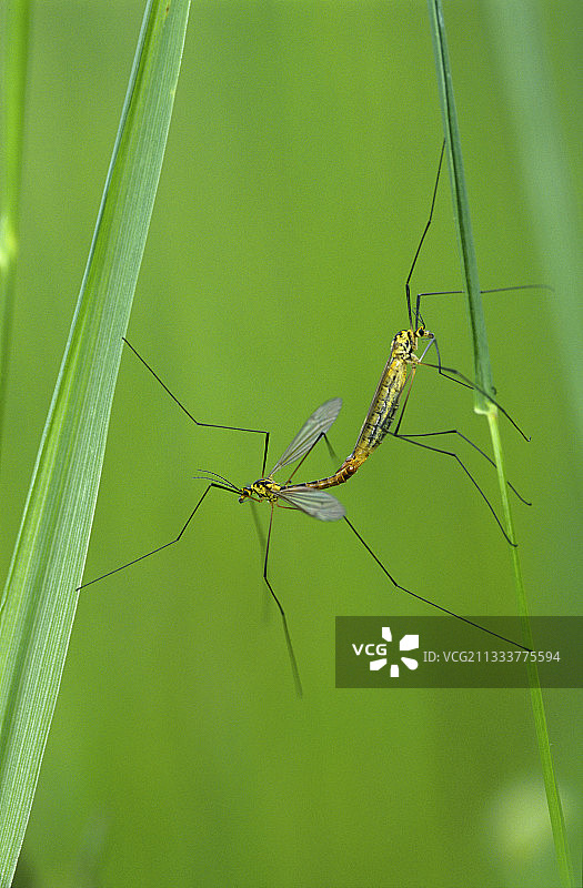 交配中的大蚊，佩尔特森林，奥布省图片素材