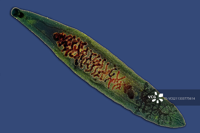 中华肝吸虫放大20倍视野图片素材