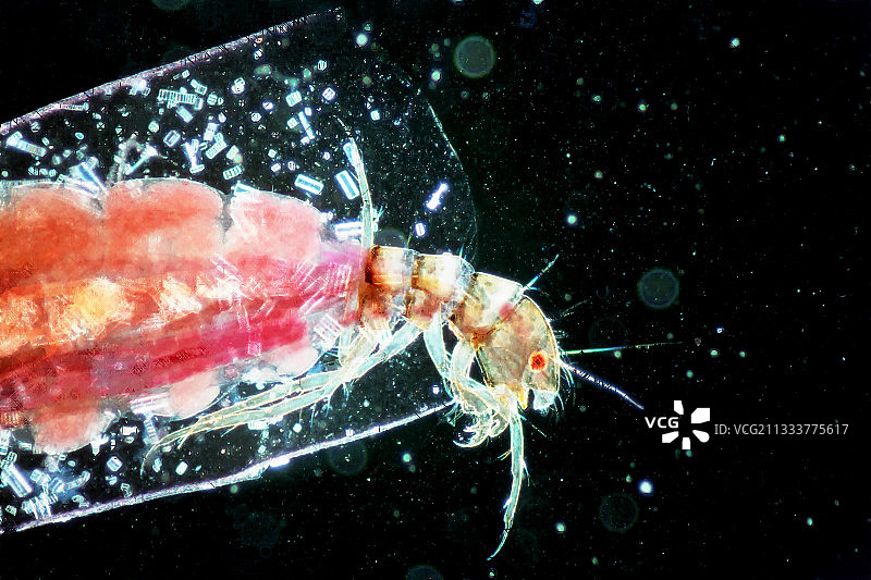 毛翅目幼虫的孵化，40倍变焦图片素材