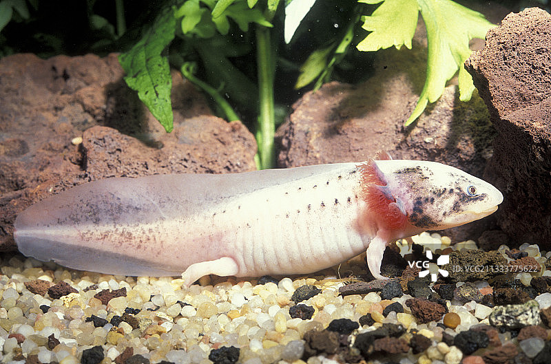 美西螈肖像图片素材