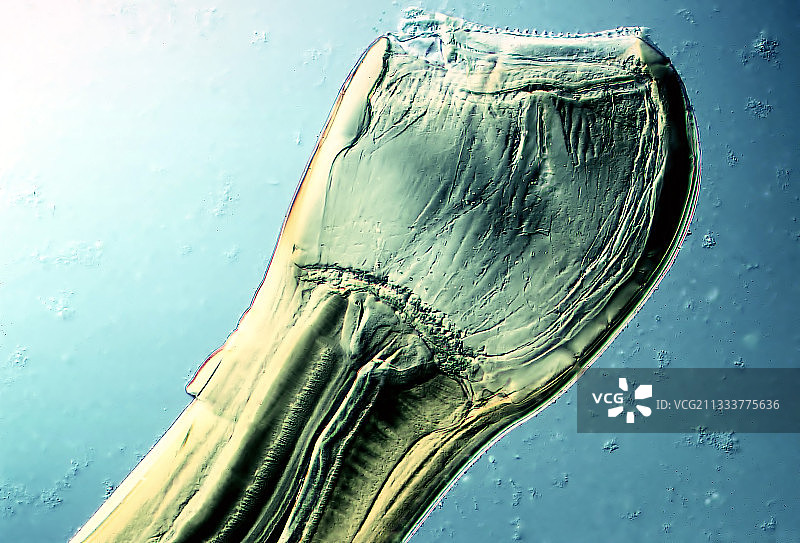 绵羊圆形线虫放大100倍图片素材