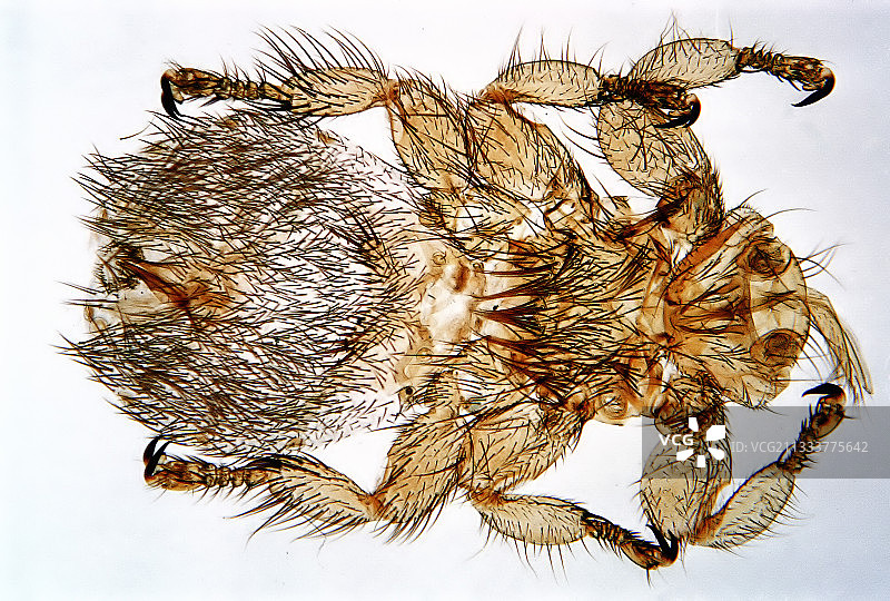 绵羊刻赤放大20倍图片素材