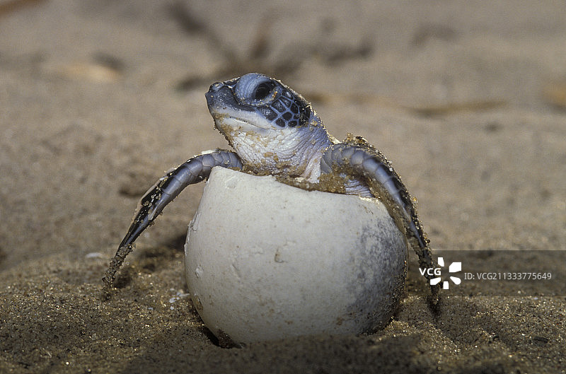 法属圭亚那的绿海龟孵化图片素材