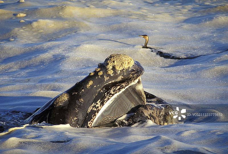 BBC竞赛奖品图片素材