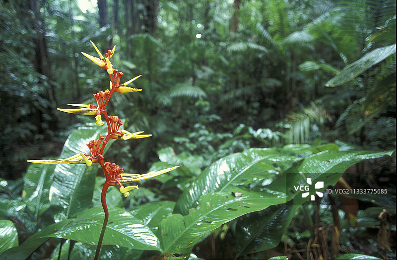 苏里南热带雨林中的单株蝎尾蕉图片素材