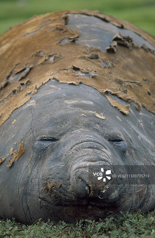 凯尔盖朗群岛的雄性南方象海豹图片素材