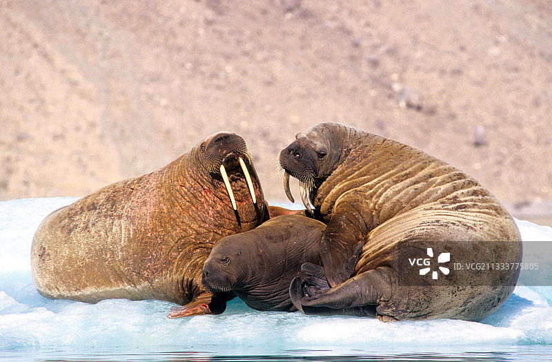 布兰利湾图片素材