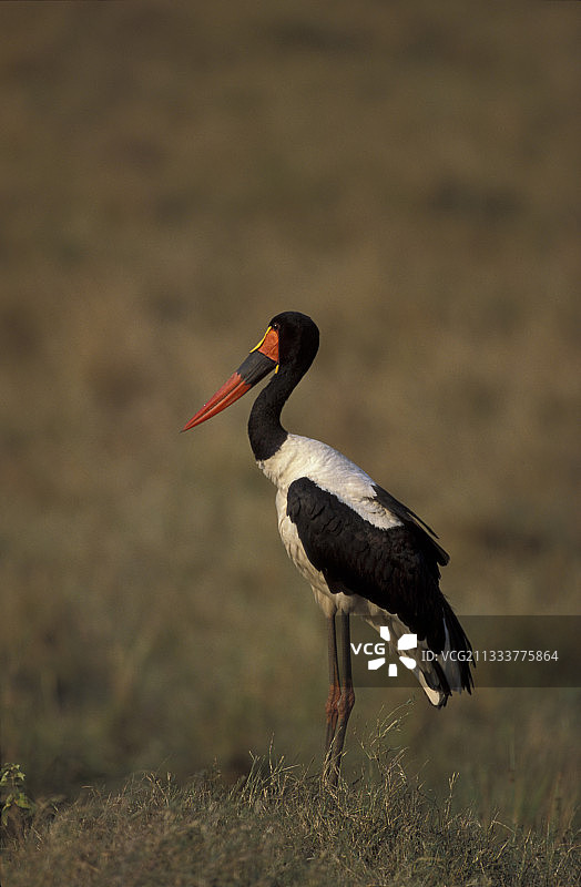 肯尼亚马赛马拉的美洲鹮图片素材