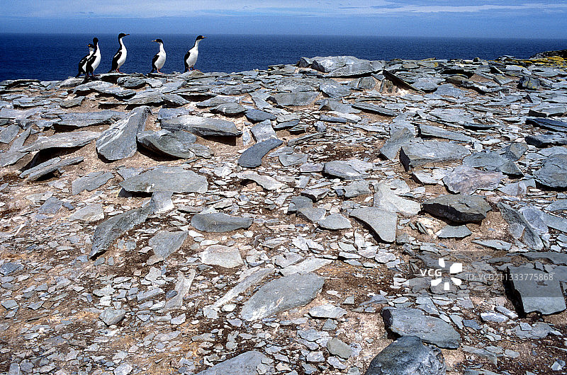 海狮岛：一月风光图片素材