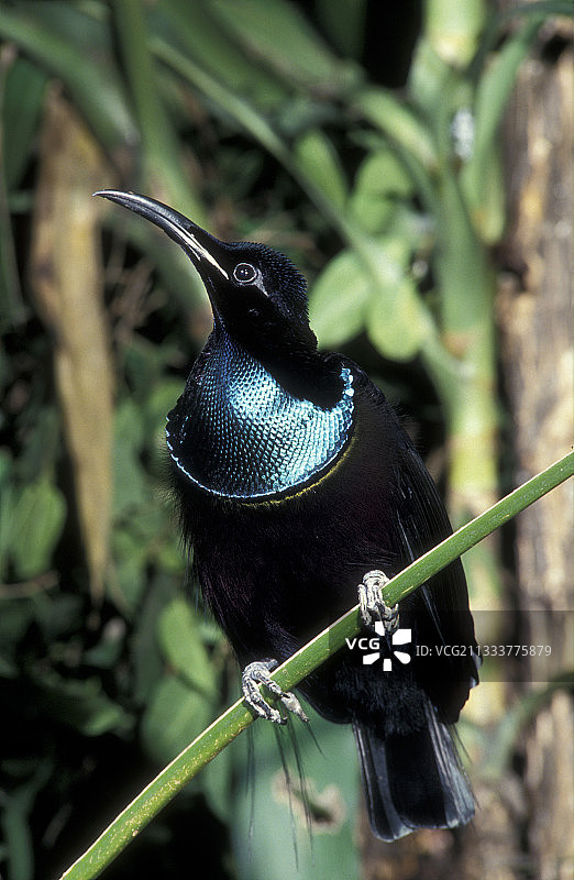 丽色风鸟（印度尼西亚伊里安查亚）图片素材