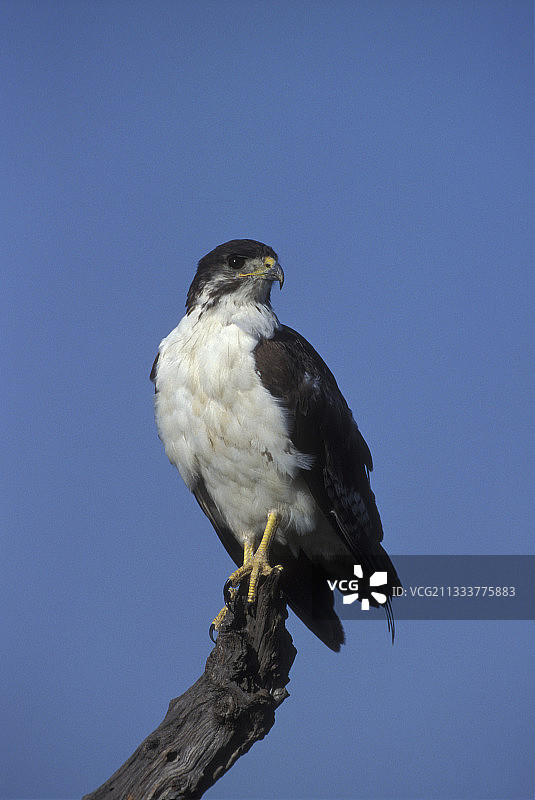 非洲草原鵟栖息在肯尼亚马赛马拉的树枝上图片素材