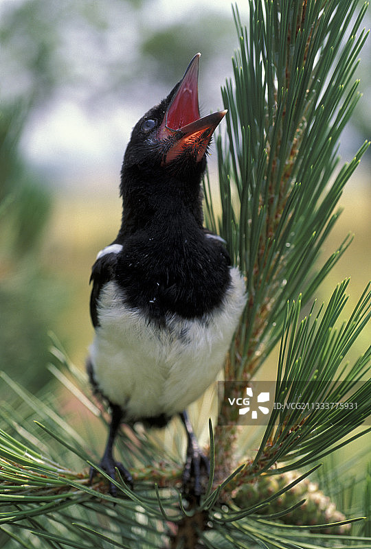 一只Common Magpie小鸡向父母乞讨食物。图片素材