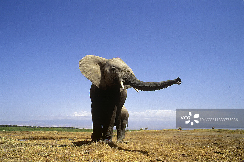 非洲象在安博塞利国家公园舒展象鼻图片素材