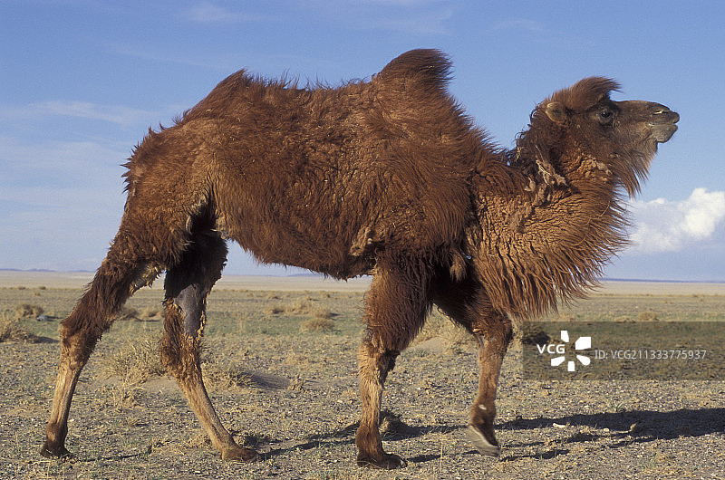 蒙古沙漠中行走的双峰驼图片素材