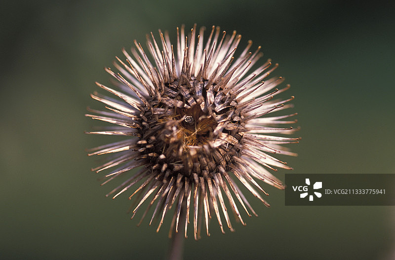 灵感源于环扣紧固系统的发明：1948年瑞士工程师乔治·德·梅斯特拉发明的尼龙搭扣图片素材