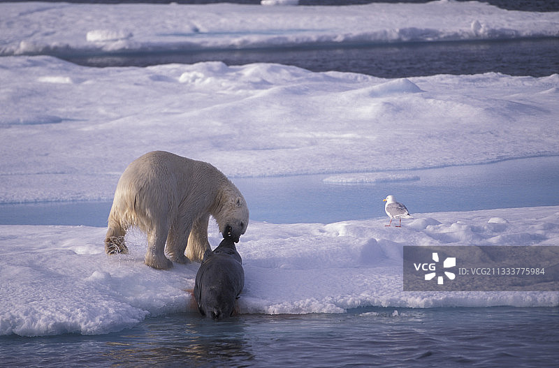 斯瓦尔巴群岛图片素材