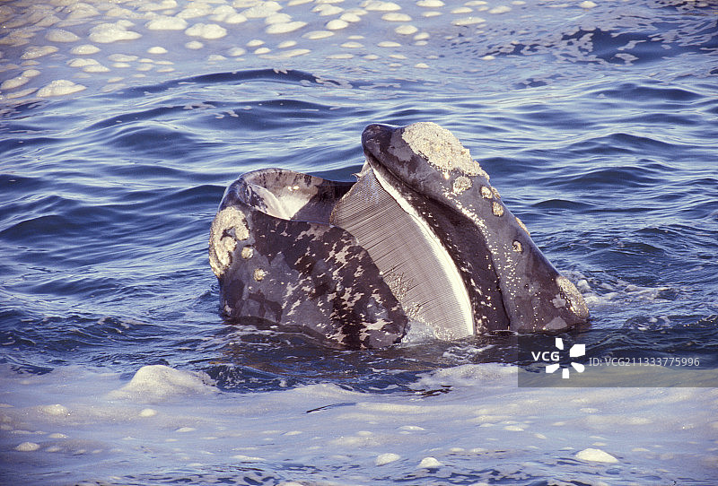 赫曼努斯湾图片素材