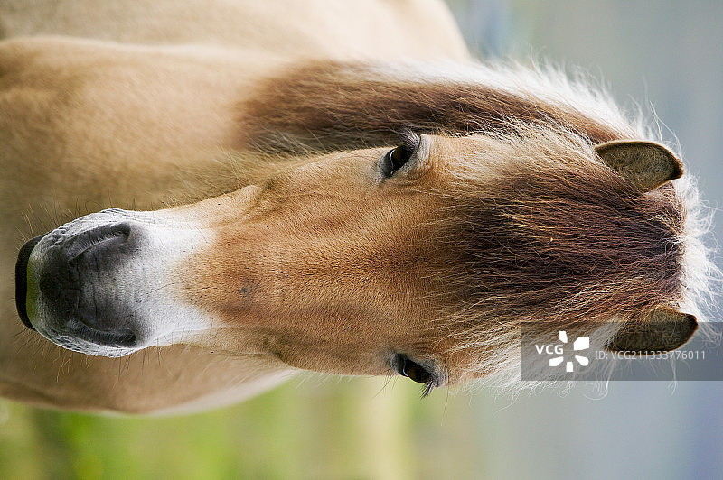 冰岛马：法罗群岛图片素材