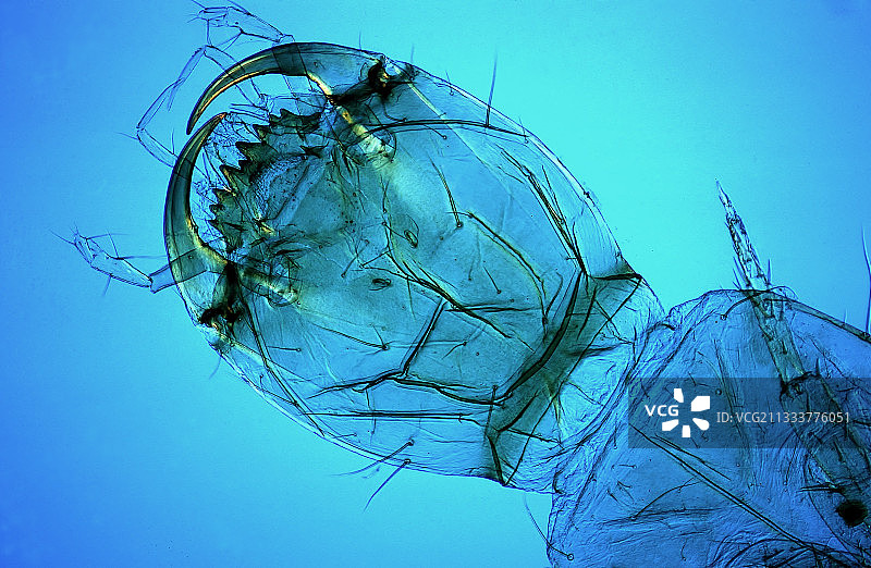 肉食性龙虱幼虫（20倍放大）图片素材