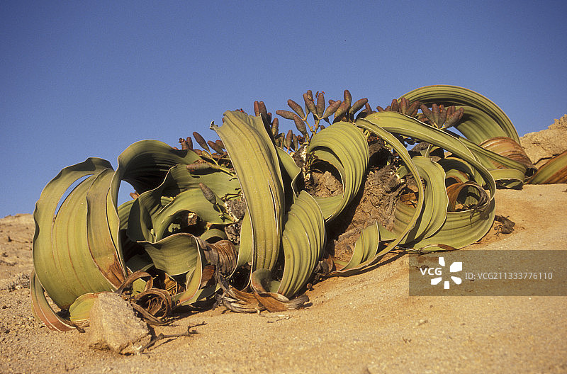 纳米比亚千岁兰标本图片素材
