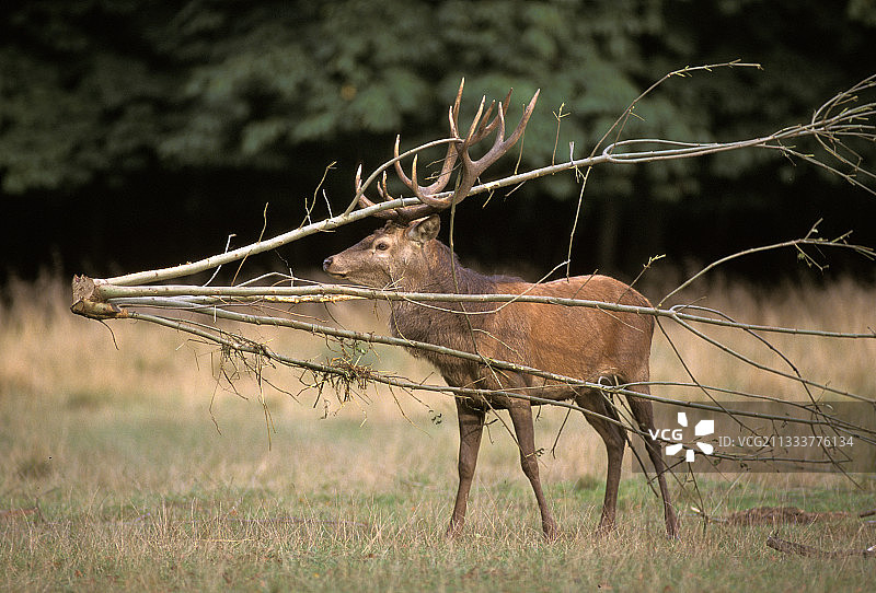 被树枝困住的雄性红鹿，法国图片素材