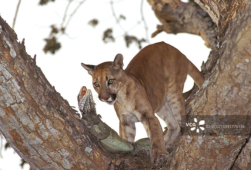 幼年美洲狮在委内瑞拉袭击鬣蜥图片素材