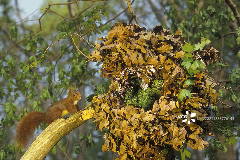 红松鼠在法国巢穴附近的树枝上图片素材