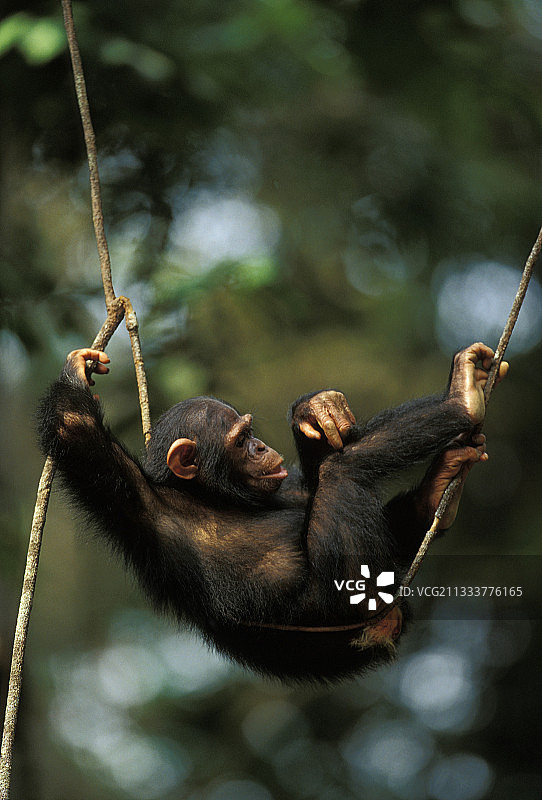 加蓬藤蔓上的幼年黑猩猩图片素材
