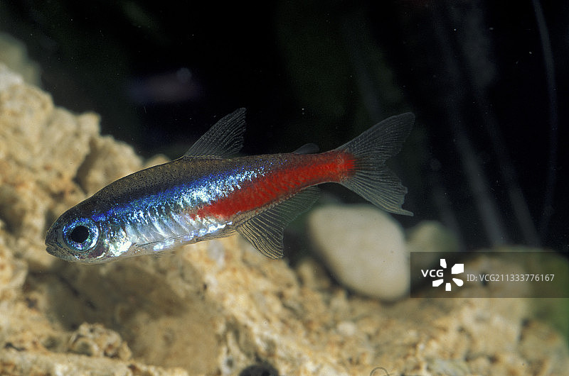 热带淡水水族箱中的霓虹灯鱼图片素材