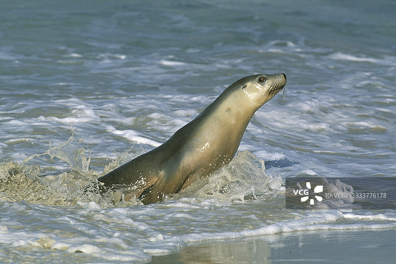 澳大利亚海狮，南澳大利亚图片素材