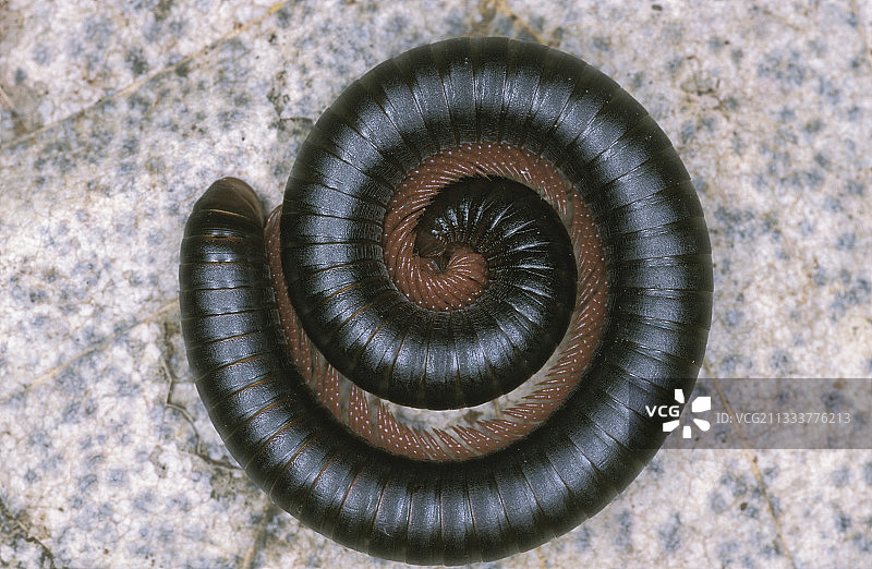 石头上的朱莉达千足虫图片素材