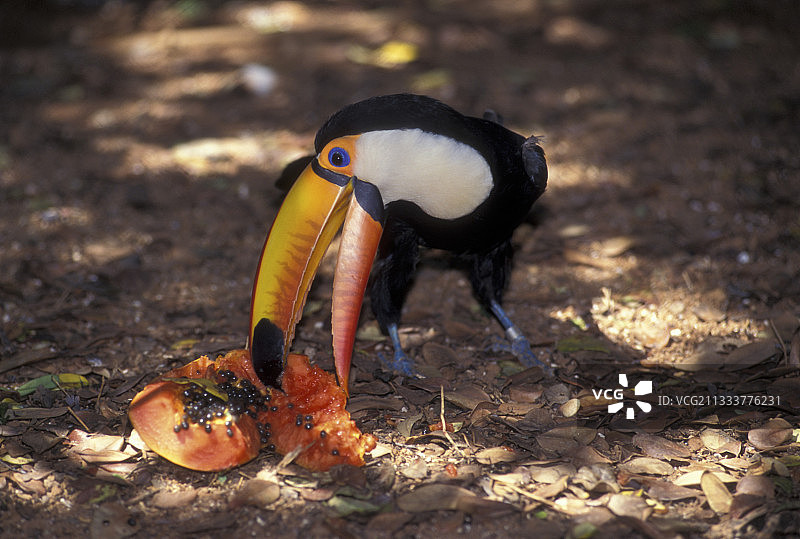 巨嘴鸟吃水果，巴西图片素材