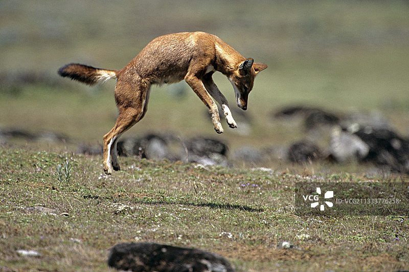 埃塞俄比亚狼捕猎鼹鼠图片素材