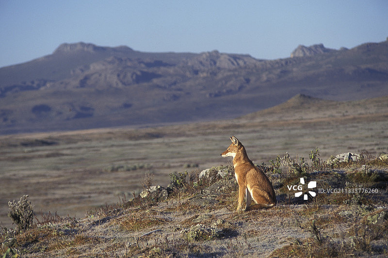 坐在埃塞俄比亚巴莱国家公园Web Valley的埃塞俄比亚狼图片素材