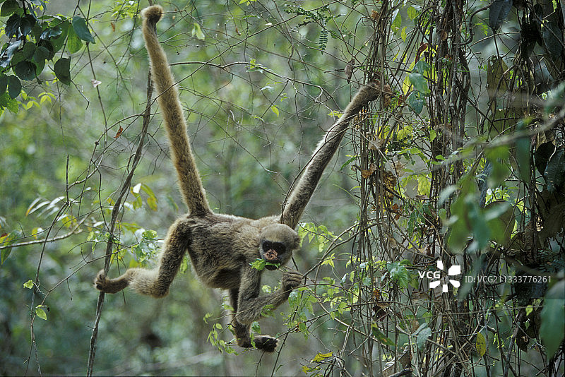 雌性北方 Muriqui 猴与巴西大西洋森林图片素材