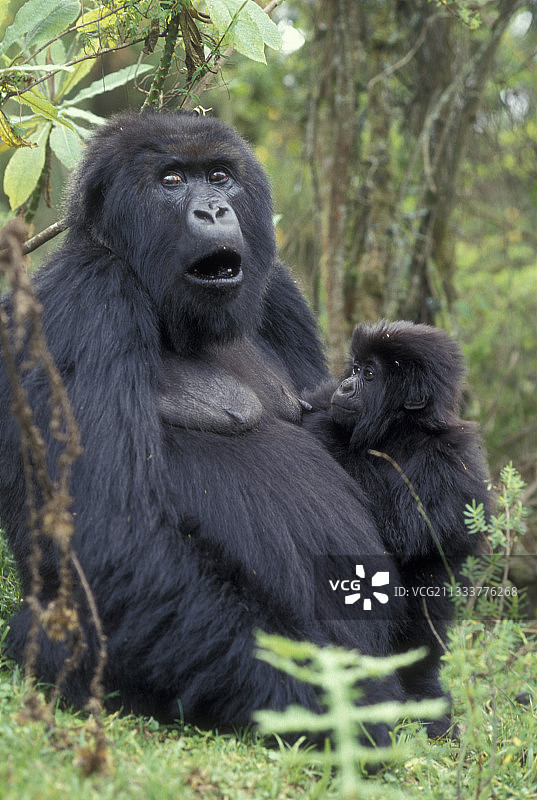 带着幼崽的雌性山地大猩猩，卢旺达图片素材