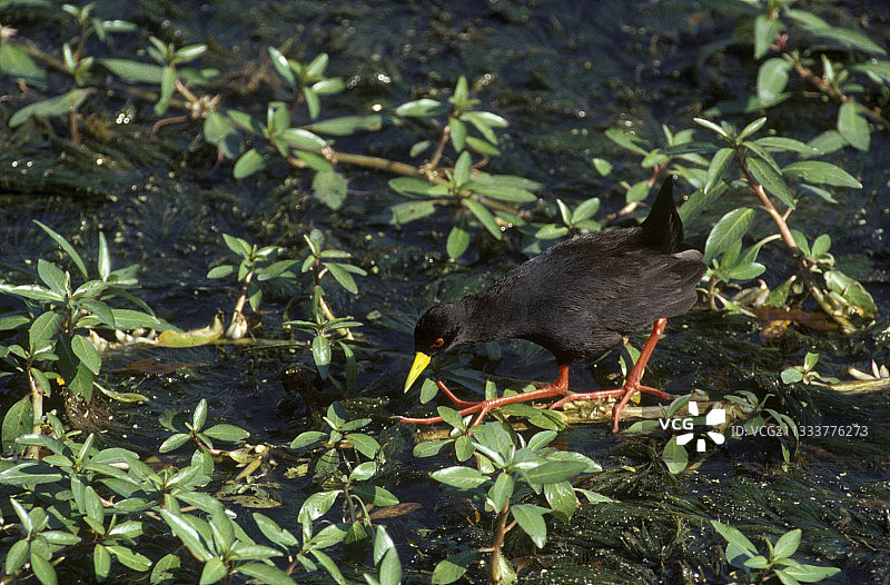 南非克鲁格国家公园的黑秧鸡图片素材