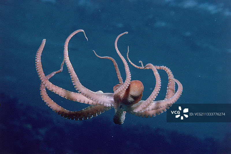 章鱼捕食红海生物图片素材